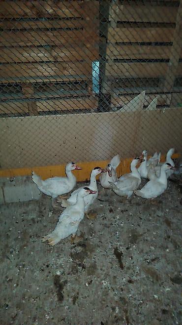 cins inəklərin satışı: Ağ rəngli ördəklər – təsərrüfat üçün - Növ: Ağ ev ördəkləri (ət və — 1