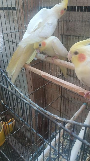 lutino: Watsap elaqe saxlayin Nimfa (Cockatiel) tutuquşuları – müxtəlif — 5