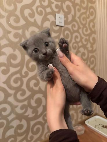 Pişiklər: Şotland — 7