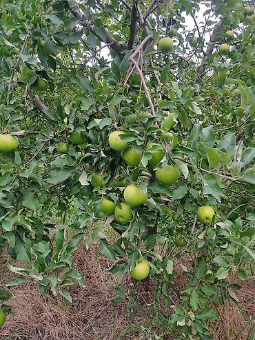 lipid cayi qiyməti: Məhsul: Yaşıl alma (ağacdan təzə) Təsvir:almalar yıgılıb navese — 3