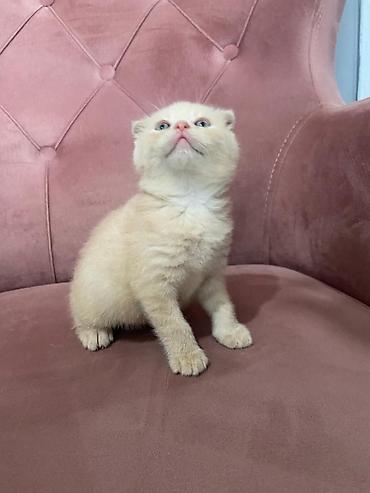 Кошки: Шотландская вислоухая — 8