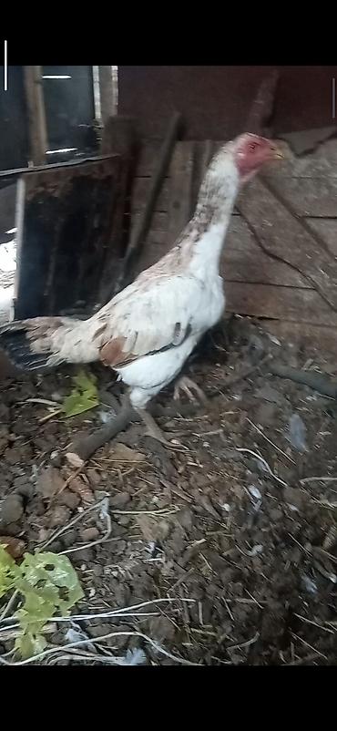 Птицы: Продаю Инкубационное яйцо Чисто кровных даканов разных пород: Китаец — 18