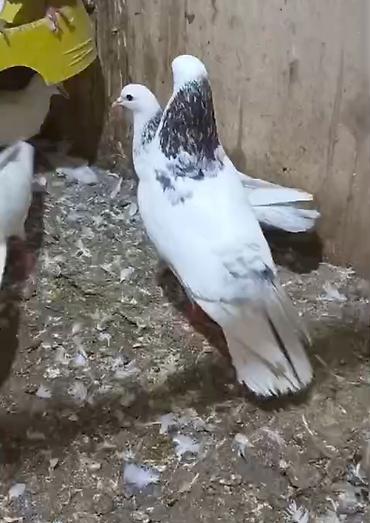 dekorativ goyərcin: Evrew boyun evrew quyruq qizğın hündür erkeydi qiymet sondu — 2