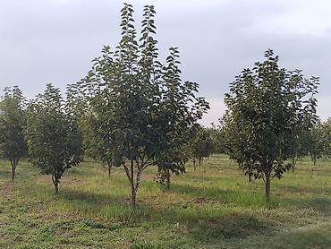 mingecevirde torpaq satisi: 350 sot, Kənd təsərrüfatı, Mülkiyyətçi, Kupça (Çıxarış) — 5