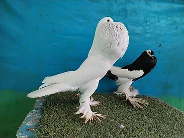 Göyərçinlər: Satilir pomeran Dutular 2 Cut Var cutu 120 Manatdi Bir cut Ag Qara Var — 29