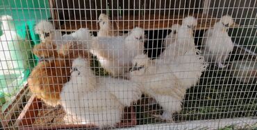 в связи с переездом отдам попугая жако в добрые руки: 🐣Продаю декоративные карликовые породы кур и петухов! Отличные