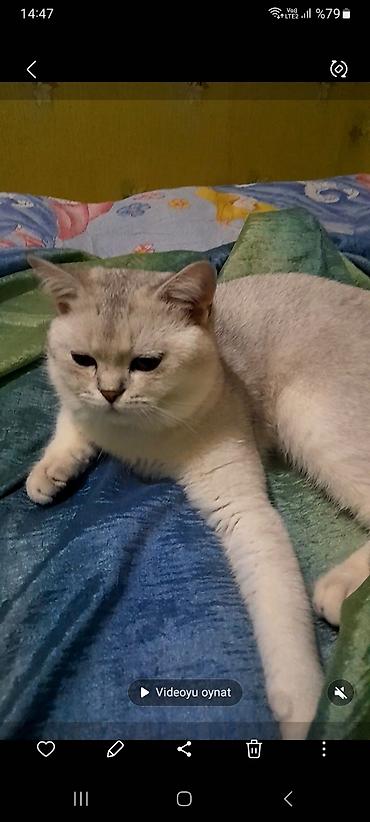 pişik pers: Şinşilla, Erkək, Cütləşmə üçün, Ünvandan götürmə — 1