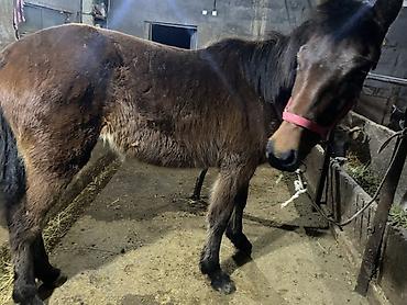 Лошади, кони: Продаю | Жеребенок | Для разведения — 8