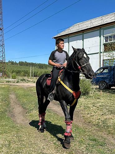 шотландская вислоухая кошка фото цена: Продаю | Конь (самец) | Рабочий | Племенные — 2