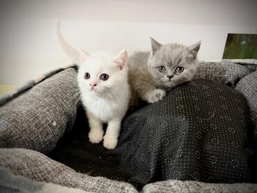 шотландский вислоухий кот рыжий: Скотиш Страйт (Шотландская прямоухая), 2 месяца, Девочка, Голубой, С документами, Приучена к лотку, Проглистована