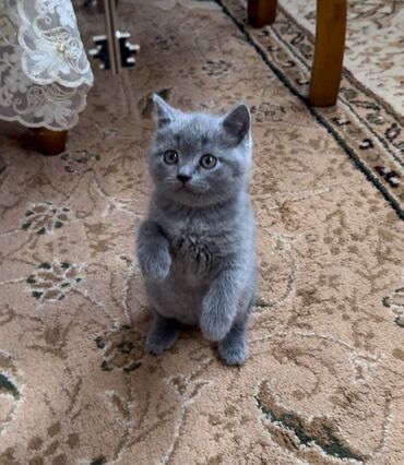 коты в ош: ✨ Продаётся котёнок шотландской породы ✨ Возраст: 2 месяца Окрас