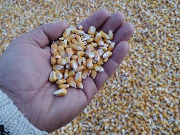 продаю кукурузу: Продаю кукурузу в зернах сорт пионер 13 тонн есть влажность 11-13%