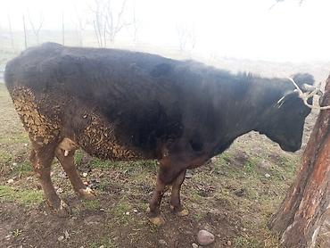 Коровы, быки: Продаю | Корова (самка) | На откорм | Привязанные — 9