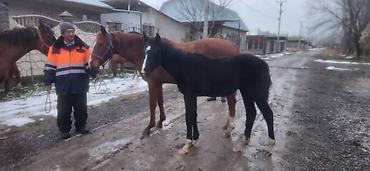 Лошади, кони: Продаю | Кобыла (самка) | Английская | Для разведения | Племенные — 4