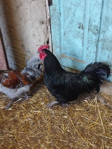 Куры, петухи: Продаю | Петух | Для разведения — 2