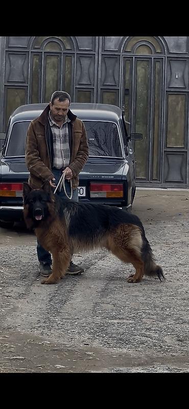 it balasi: Alman çoban iti, 2 ay, Dişi, Peyvəndli — 3