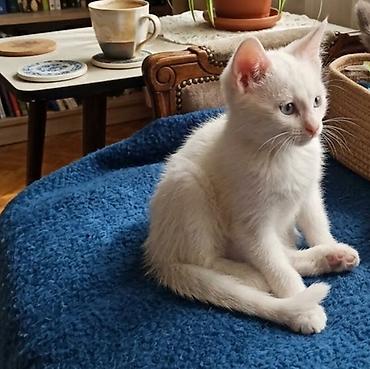 котёнок токмок: Тайская, 3 месяца, Мальчик, Белый, Приучена к лотку — 3