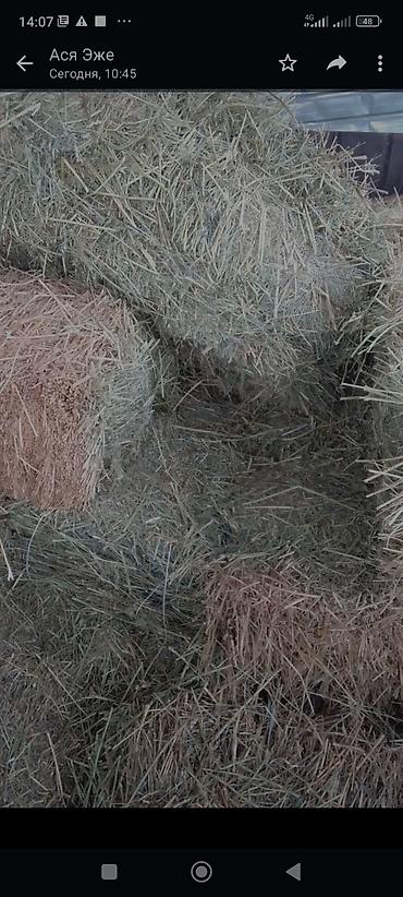 собаки тайган: Продаю тюк. адрес. г. Бишкек кок жар ж/м
240 сом — 1