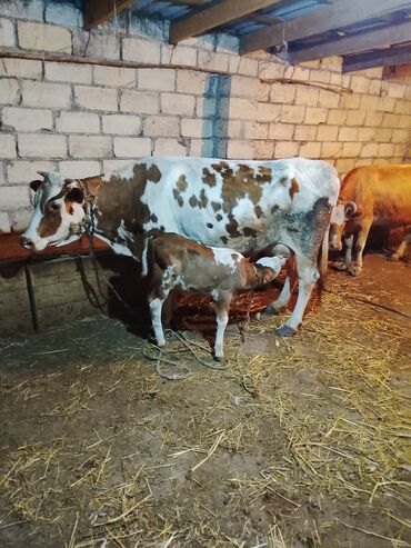 Qazlar: Dişi, Simental, il: 8, Südlük, Ünvandan götürmə