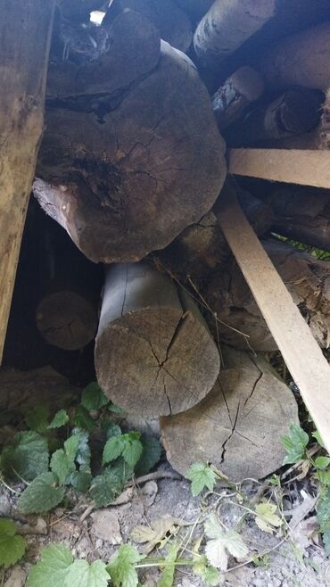 дрова куплю: Продаются срубленные тополя, ветки убраны сухие, тополя в диаметре