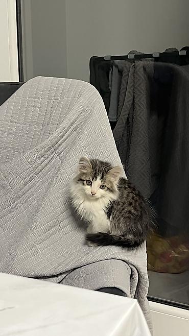 кошка малинкый: Беспородная, 2 месяца, Девочка, Биколор, Приучена к лотку — 4