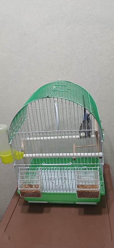 Зоотовары: Продается попугай, волнистый, самец, в подарок пакет корма. Клетка для — 9