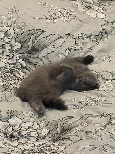 Кошки: Шотландская вислоухая — 8