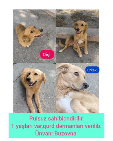 İtlər: Retriever, 1 il, Erkek, Ünvandan götürmə