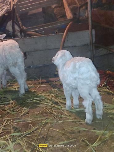 Козы, козлы: Продаю | Козлёнок | Зааненская | Для разведения at lalafo.kg — 8 Козы, козлы: Продаю | Козлёнок | Зааненская | Для разведения — 8