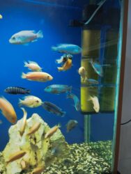 pişiklər üçün bit dərmanı: Malavi balıqları satılır,hər qiymətə var