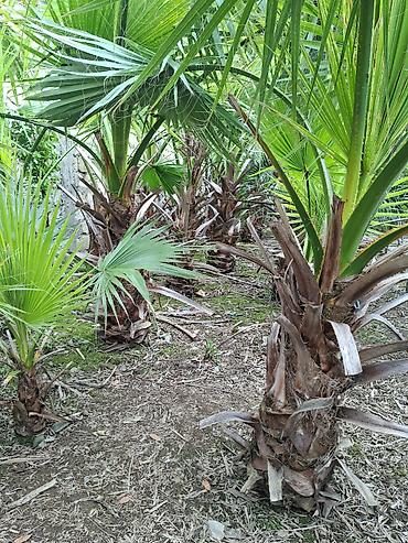 Çöl bitkiləri: Ağac, gullerin satişi — 10