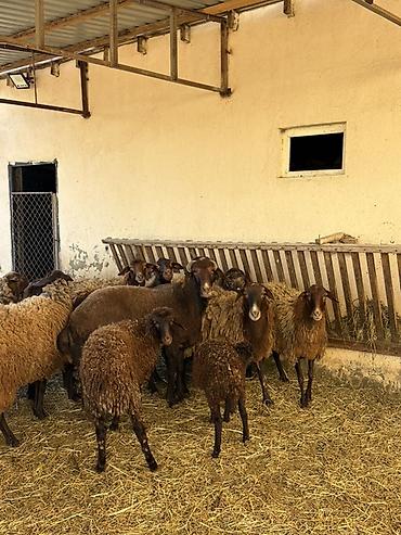 Qoyunlar, qoçlar: Razilaşma yoluilə — 11