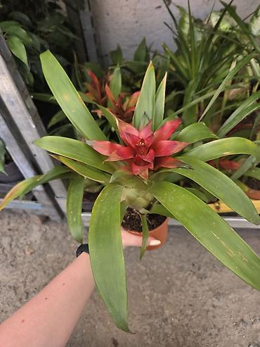 Бөлмө өсүмдүктөрү: Гусмания (Guzmania) с ярким красно-оранжевым прицветником в — 1