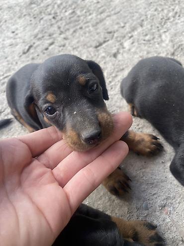 парода швиц: 🐶 Щенки чистопродной таксы — 4 щенка ватсап Продаются 4 — 8