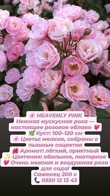 Дёрен Элегантиссима: Кустовые сортовые розы в наличии. Цена за саженец указана на фото — 9