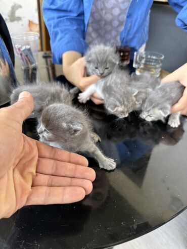 Шотладская вислоухая