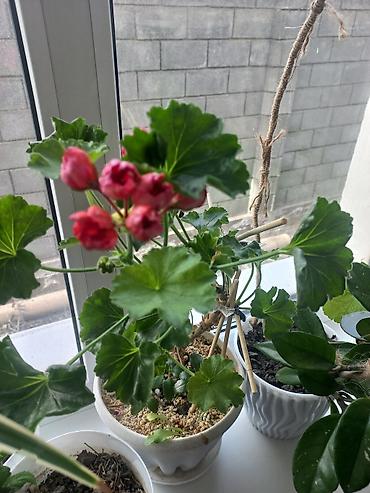 джут: Комнатные растения и подвес для кашпо - Сансевиерия (Sansevieria — 4