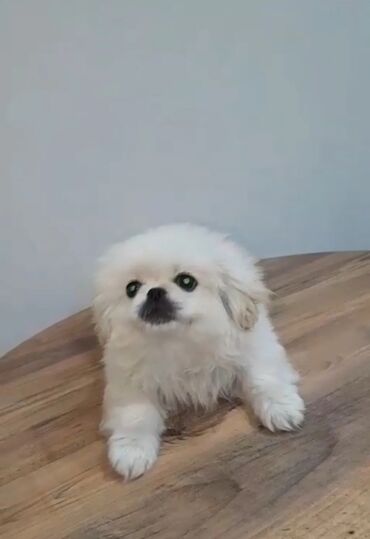 британская шиншилла баку: Pekines, 3 ay, Erkek