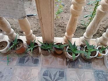 алоэ гулунун дарылык касиети: Aloe Vera, kosmetologiyada istifadə olunur. Əsl Aloe Veradır — 2