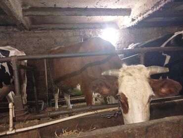 Inəklər, öküzlər: Salam gördüyünüz ineyler satılır boğaz balı super heyvanlardi — 7