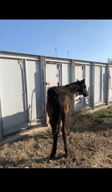 Лошади, кони: Продаю | Жеребец | Рабочий — 8