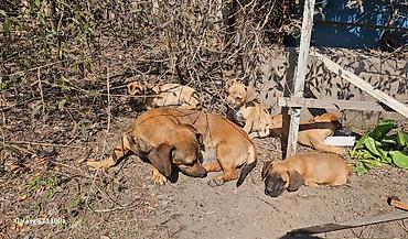 Продажа собак: Щенки смешанной породы - Окрас: рыжий/палевый с тёмной мордочкой. - — 9