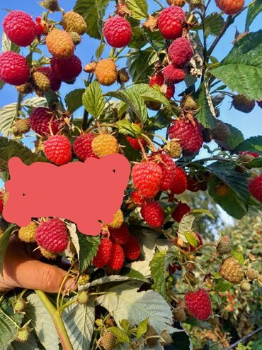 купить семена сафлора: 📌саженцы 🍓🍓🖤🍓🍓. 📌. Адаптация болгон кочоттор. *озубуздун полядан казып