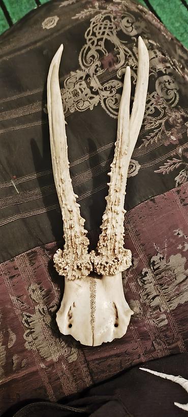 Спорт жана хобби: Рога косули (Capreolus capreolus) на части черепа, трофейная пара — 4
