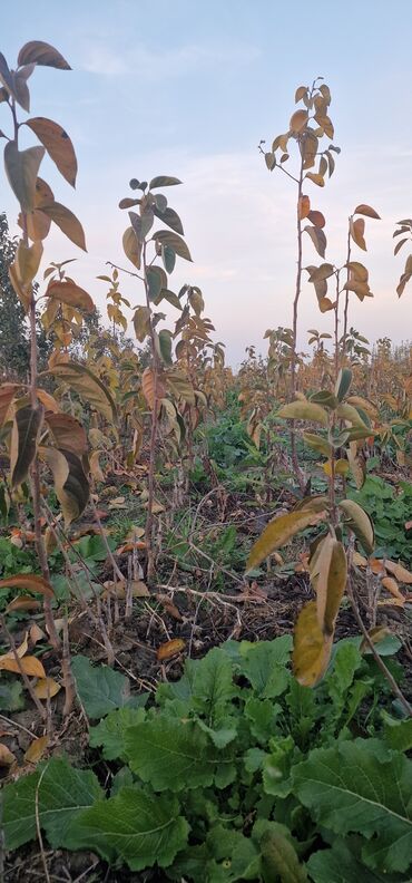 Tinglər: Meyvə tingləri – intensiv bağlar üçün - Növlər: alma və armud heyva — 7
