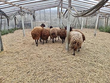 Qoyunlar, qoçlar: Dişi, Qala, il: 1, 50 kq, Damazlıq, Ünvandan götürmə — 9