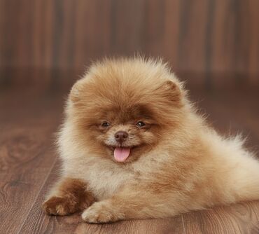 акустические системы eleaf колонка в виде собак: Шпиц, 5 месяцев, Самец