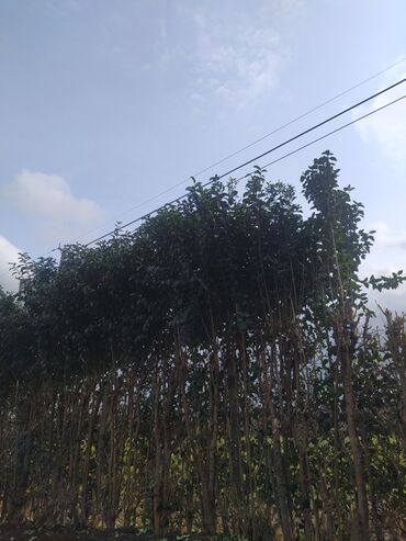 Ağaclar: Yaşıl canlı çəpər – Ligustrum (Privet) kolları - Məhsul — 5