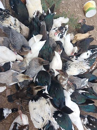 dovsan sekli: Muscovy ördəkləri (indoutka) – müxtəlif rəng çeşidləri ilə qarışıq — 3