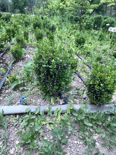 Декоративные деревья: 1Туя смаракта 2Можжевельник блюэроу 3Самшит вечно зеленый Есть в at lalafo.kg — 7 Декоративные деревья: 1Туя смаракта 2Можжевельник блюэроу 3Самшит вечно зеленый Есть в — 7